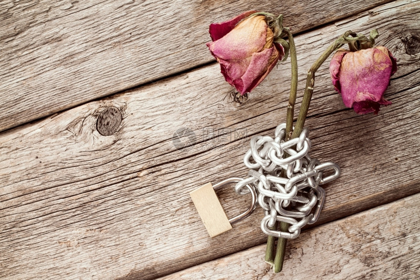 情人节花的两朵旧连锁玫瑰象征着无尽的爱衰变图片