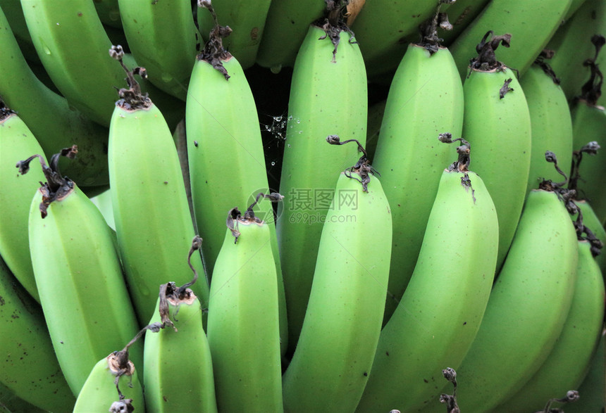 绿色的香蕉图片