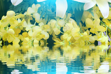 黄花开色的自然图片