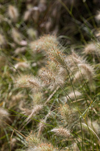 荒野植物的面积中有飞毛的果实种子庄稼图片