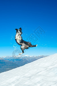 山狗国内的快乐公园在山上雪坡跳跃着边境的Collie背景