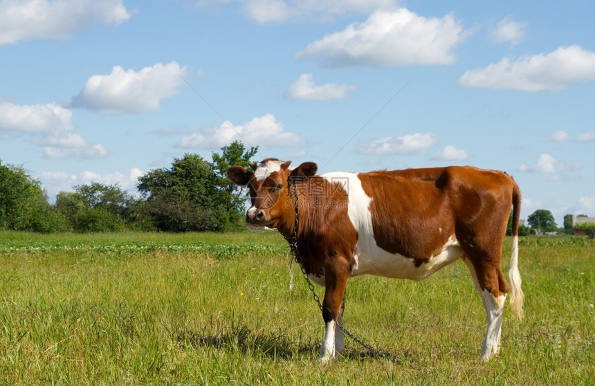 牛奶农场牧草中的牛图片