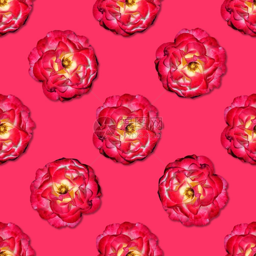 花店粉红色背景上的藤玫瑰无缝图案顶视平躺花卉案藤红玫瑰无缝图案顶视平躺花卉案假期植物图片