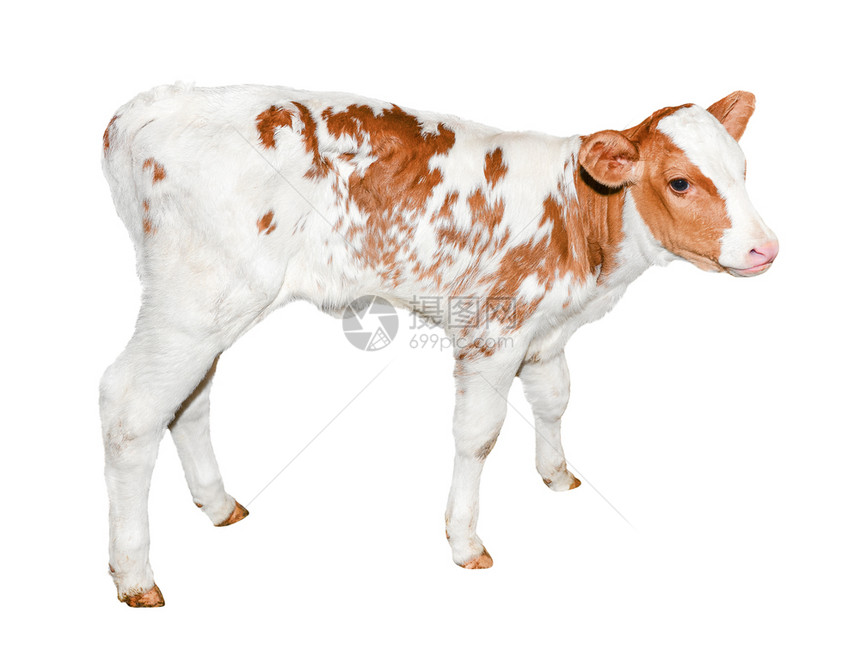 生活红色的美丽和白斑红小牛群被孤立在白色可笑的小母牛身上完全被隔离在白色农场的动物上转身图片
