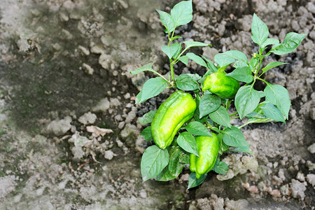 青椒胡在花园里成熟胡椒在花园里成熟秋天衬套水果图片