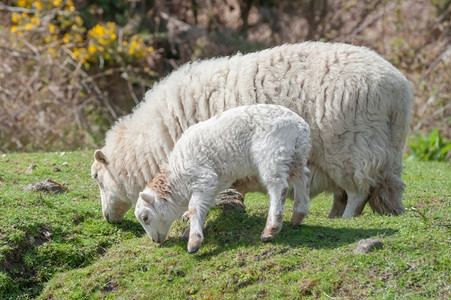 山羊和在春天的阳光下宠物松弛吃图片