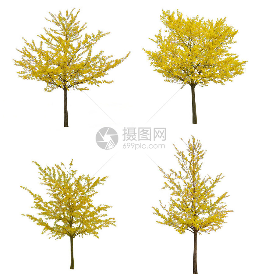 植物学艺术白底色的孤立黄金形树自然图片