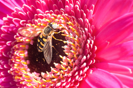 蜜蜂采蜜非洲菊花蕊图片