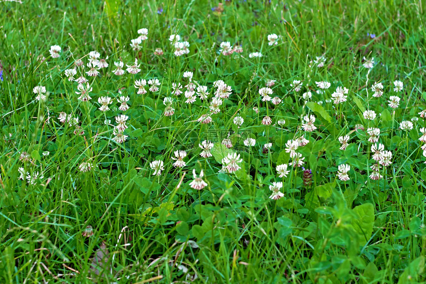 聪明的夏天在野草地丛中鲜白的花朵植物群春天图片