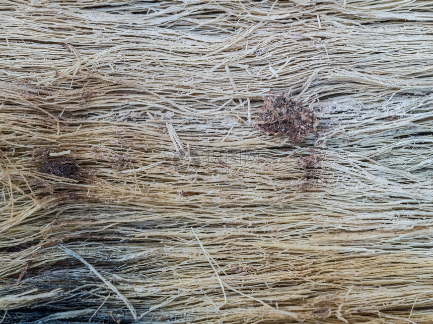 风化棕色的颜木瓜树紧腐烂皮用作纹理和背景图片