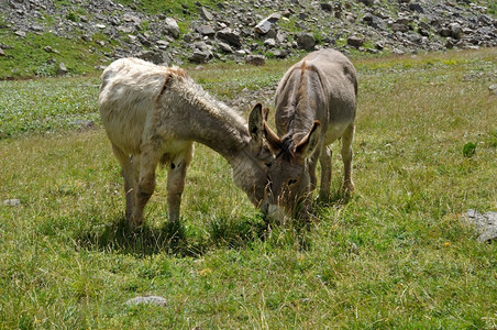 放牧在阿尔卑斯山的一个草原上两头驴子动物哺乳背景图片