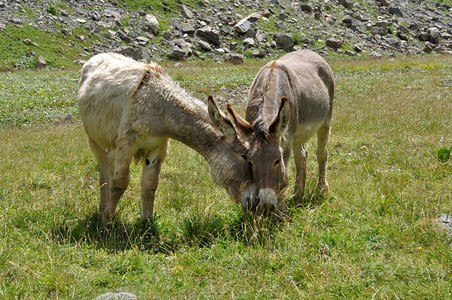 绿色动物牧场在阿尔卑斯山的一个草原上两头驴子图片