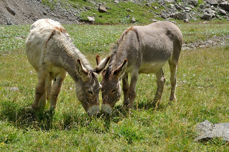 在阿尔卑斯山的一个草原上两头驴子夏天哺乳动物图片
