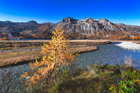 景观瑞士阿尔卑斯山的恩加丁秋天风景办公室落叶松图片