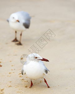 自然鸟澳大利亚海滩上的鸥肖像支撑图片