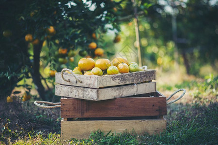 橘子食物健康木制桌上的橙色框背景图片