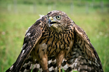 猎人荒野动物群鹰肖像自然界中的猛禽图片