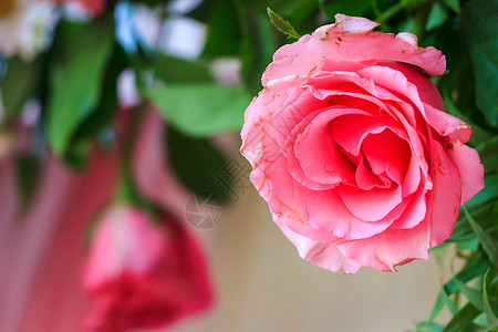 花园里的粉红玫瑰情人节白天枯萎图片