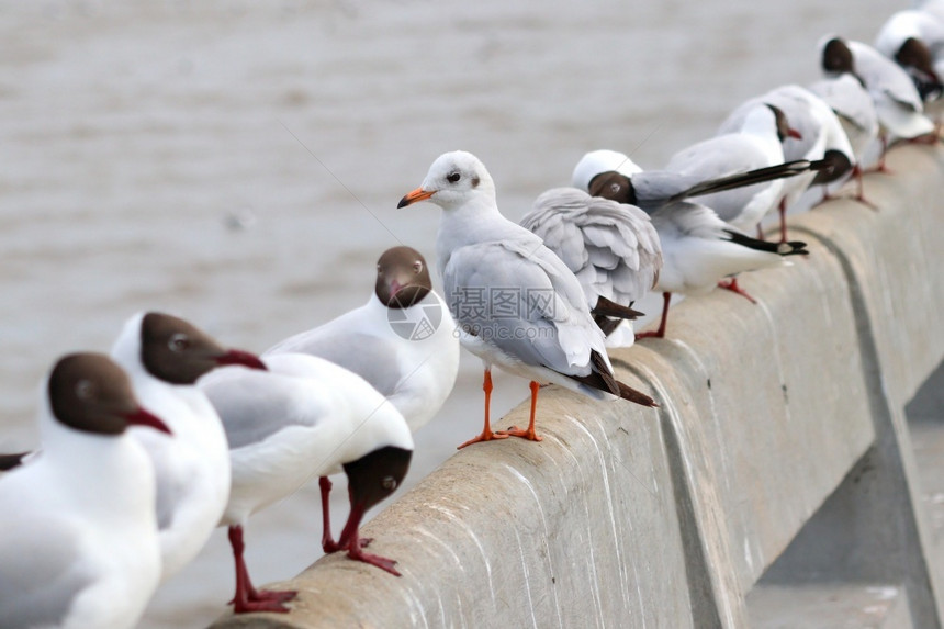 飞行海鸥群鸟架桥扶轮希望野生动物图片