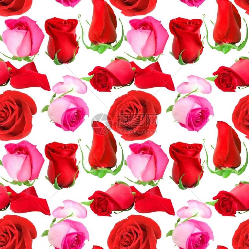 花瓣美丽粉红鲜和玫瑰芽的抽象无缝图案孤立于白色背景上的近身摄影室植物图片