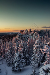 树清晨山上白雪覆盖的森林在黎明冬天风景的山中白雪覆盖森林假期树木图片