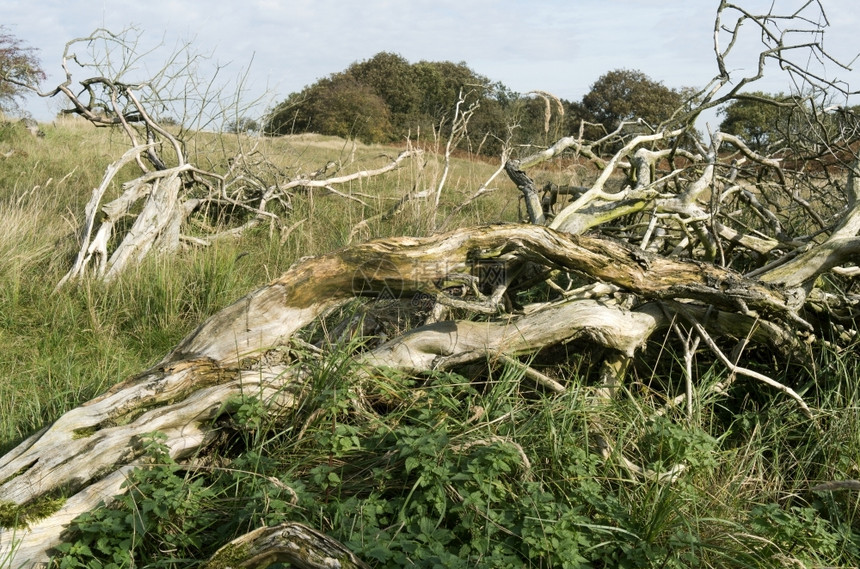 荷兰沙丘的枯树死蕨类植物桩景观图片
