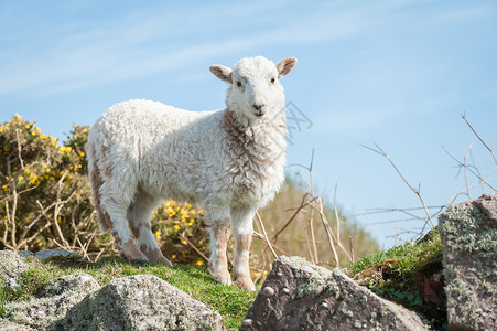 山上的一只绵羊背景图片