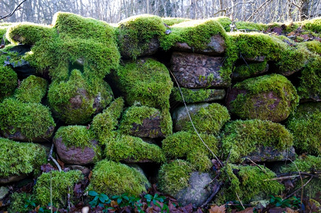 在瑞典群岛奥兰德的森林里一块摩西石墙的详细节环境岩石老的图片