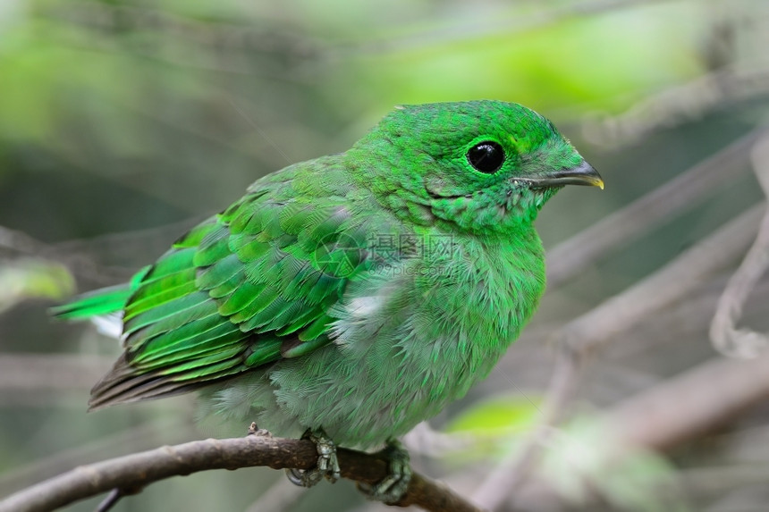 生态绿化女色的多彩鸟一只雌绿色布罗比尔calptomenaviridis站在树枝上图片