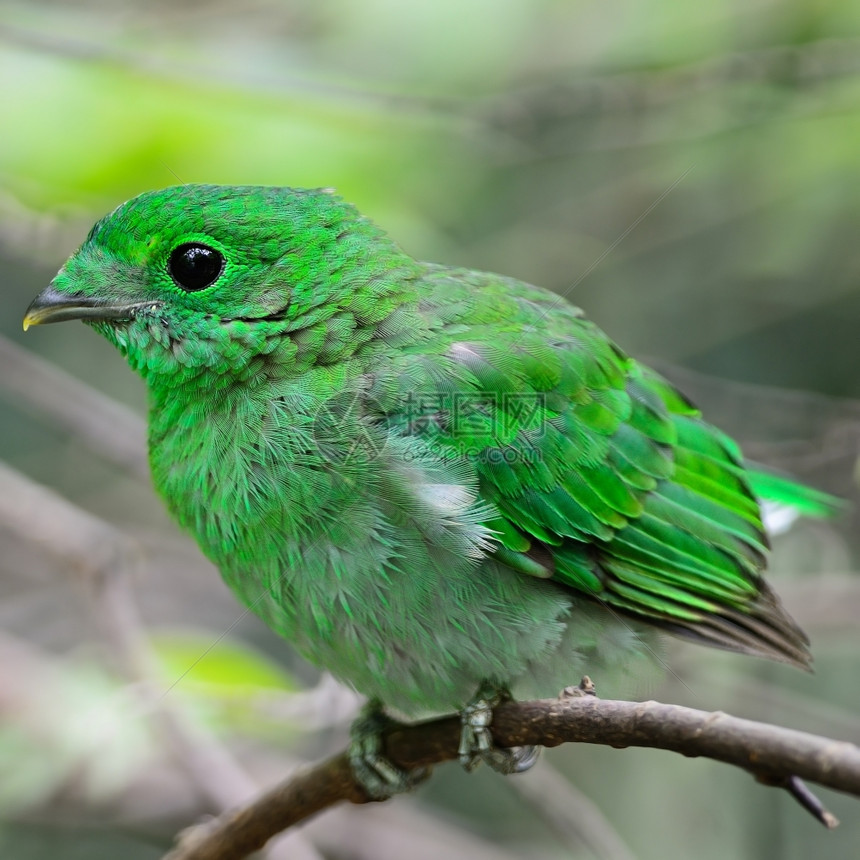 女自然绿色的多彩鸟一只雌绿色布罗比尔calptomenaviridis站在树枝上泰国图片
