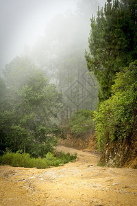 天气危地马拉树木中雾弥漫的森林风貌瓜地马拉树丛中雾笼罩松树幻想背景图片