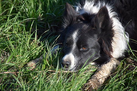 浑品种犬类边上可爱的山羊狗有泥土爪在草地中躺着图片