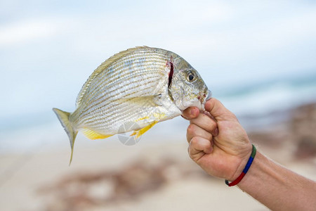持有食物在澳洲的海滩钓鱼时人可以捕到新鲜黄鳍树脂鱼鲂背景图片