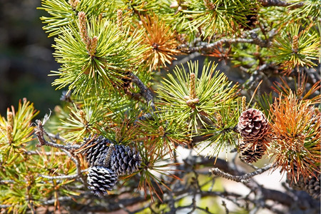 松树针和锥壳的近视种子自然针叶图片