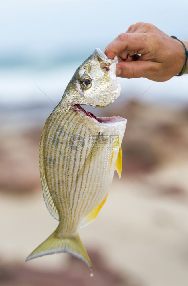 自然黄鳍金鱼新鲜的在澳洲海滩钓鱼时男人可以捕到新鲜冲浪树脂鱼图片
