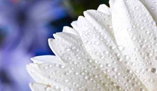 带水滴的白色花瓣图片