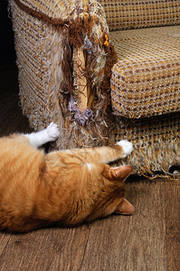 椅子上猫当我们心爱的宠物正在摧毁家具上的室内装饰扰乱恢复磨损设计图片