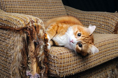 沙发上的可爱橘猫图片