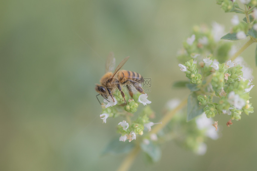 白色的工作蜜蜂收集马约拉姆花的蜜天然背景昆虫蜜糖图片