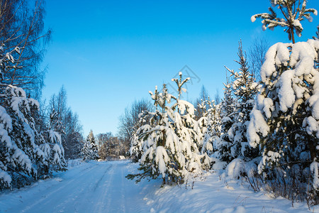 蓝色的一种自然美丽冬季风景在12月寒冷的一天有雪覆盖树木天空晴朗图片