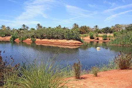 水西班牙南部热带公园的棕榈树和风景优美植物图片