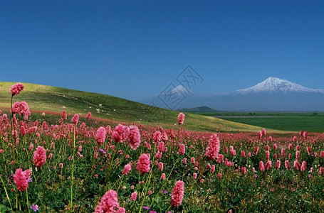 山谷中美丽的红色鲜花图片