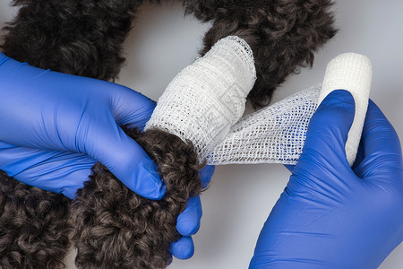 事故痛兽医包扎狗爪上的伤口诊所高清图片