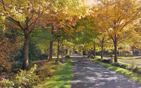 秋天公园里的道路图片