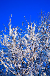蓝天前的雪树景观蓝色季节图片
