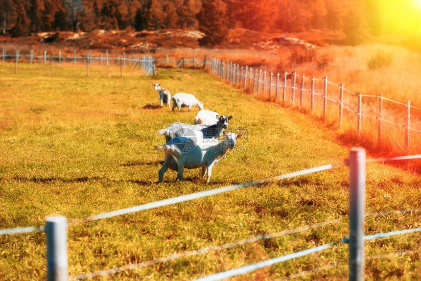 生活辉光挪威在邻近草地的绵羊有轻漏背景挪威在靠近草地的绵羊有轻漏背景hd散图片
