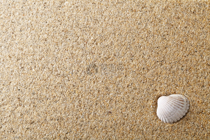 热带海洋富劳卡沙上海壳的背景滩夏季图片