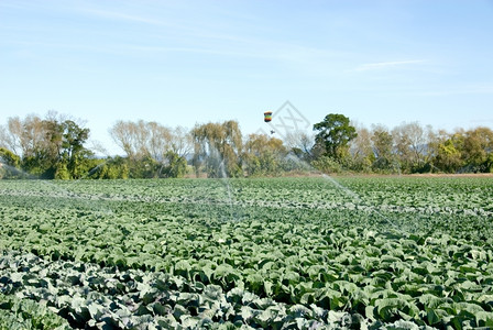 蔬菜在灌溉市场花园中种植的卷心菜场地线条图片