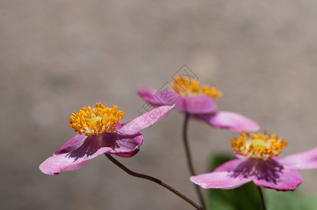 在天然背景的阿葵花上紧贴着粉红色阿内蒙花盛开细节粉色的图片