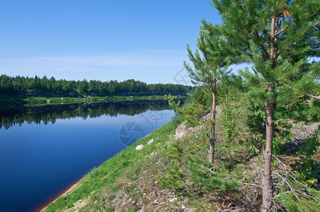 自然俄罗斯阿肯汉格尔克州皮涅加河荒野针叶林图片